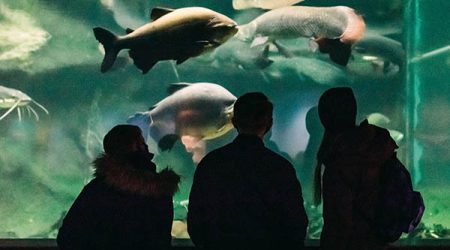 L'Aquarium de La Rochelle entre amis